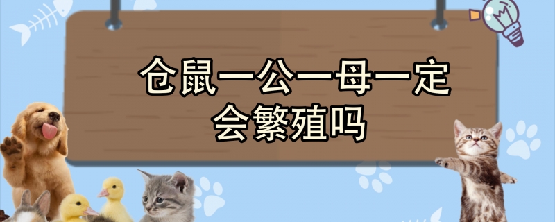 仓鼠一公一母一定会繁殖吗