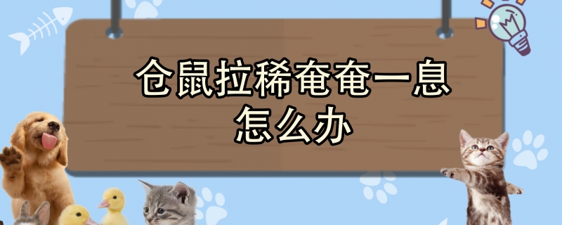 仓鼠拉稀奄奄一息怎么办