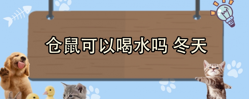 仓鼠可以喝水吗 冬天