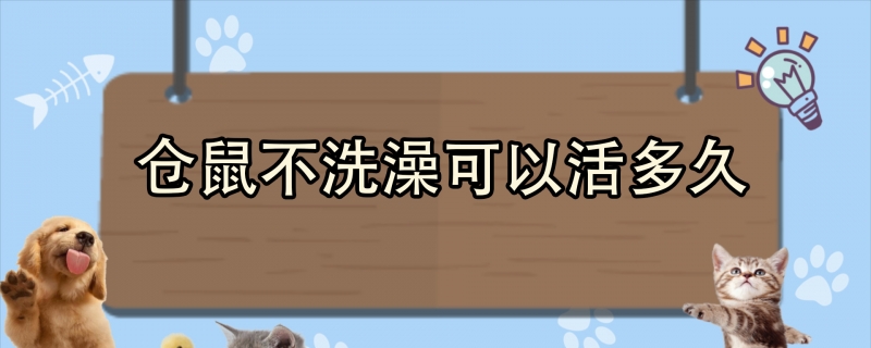 仓鼠不洗澡可以活多久