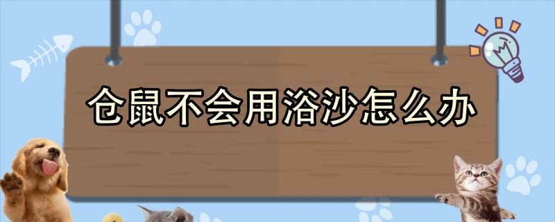 仓鼠不会用浴沙怎么办