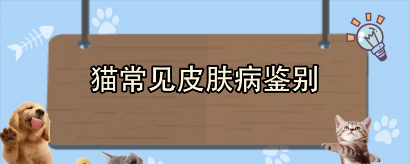 猫常见皮肤病鉴别