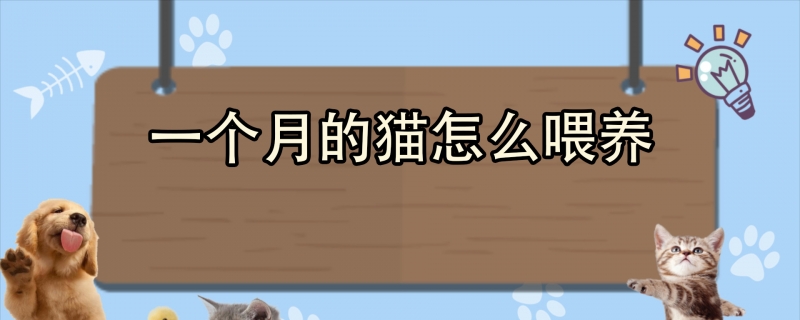 一个月的猫怎么喂养