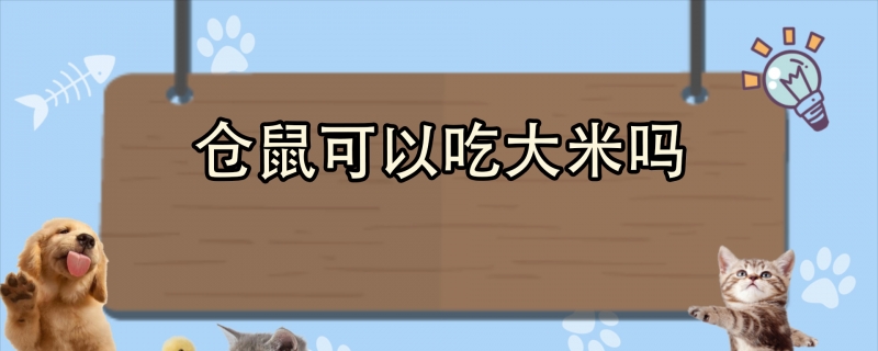 仓鼠可以吃大米吗