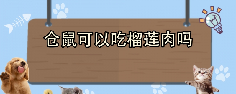 仓鼠可以吃榴莲肉吗