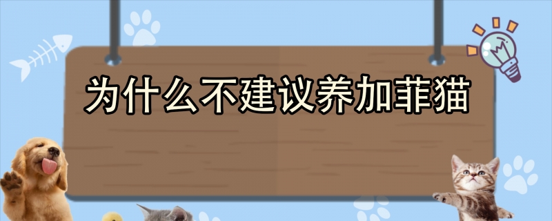为什么不建议养加菲猫