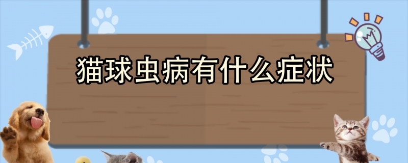 猫球虫病有什么症状