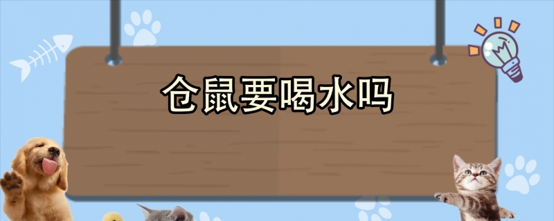 仓鼠要喝水吗