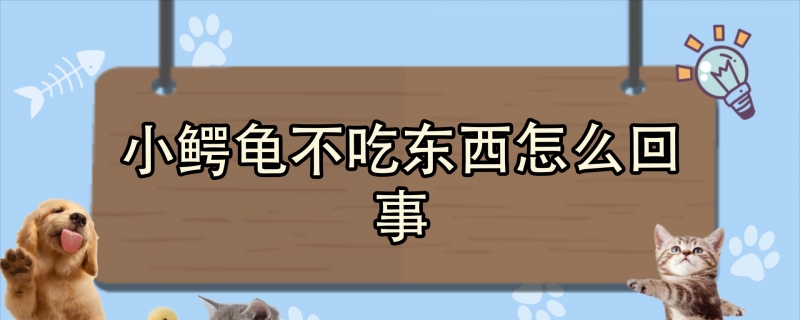 小鳄龟不吃东西怎么回事
