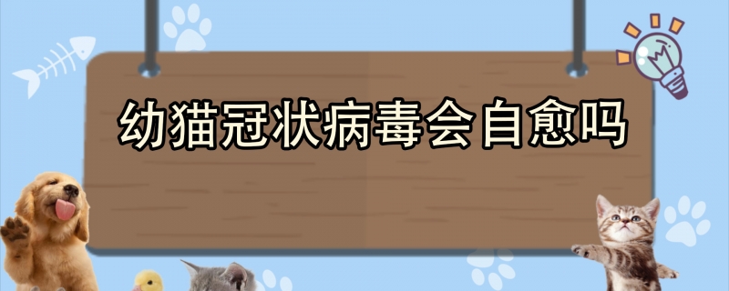幼猫冠状病毒会自愈吗？