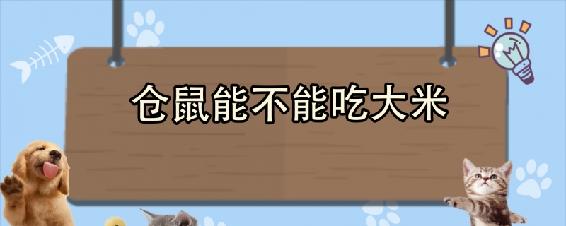 仓鼠能不能吃大米