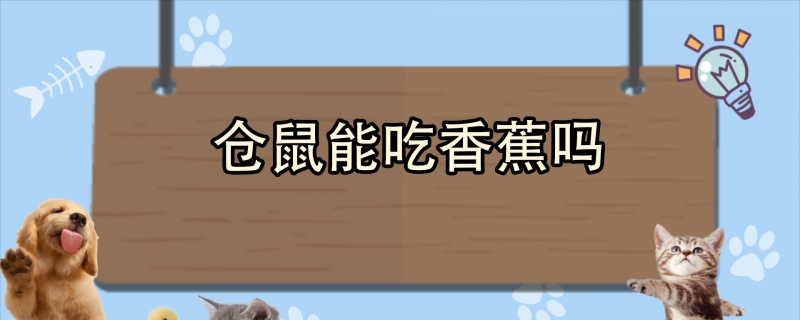 仓鼠能吃香蕉吗