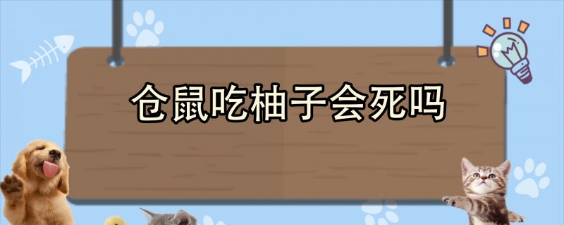 仓鼠吃柚子会死吗