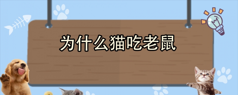 为什么猫吃老鼠