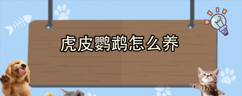 虎皮鹦鹉怎么养