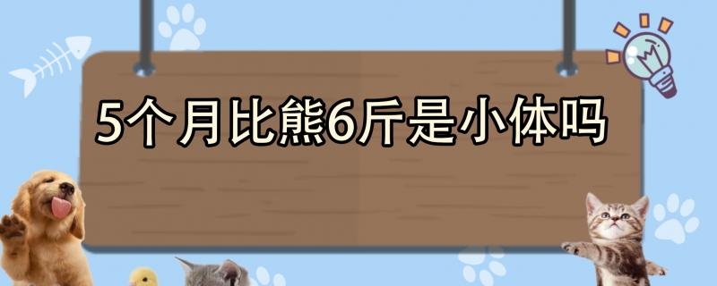 5个月比熊6斤是小体吗