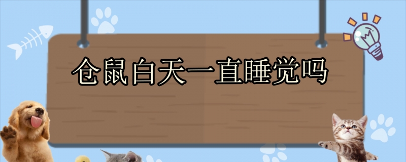 仓鼠白天一直睡觉吗