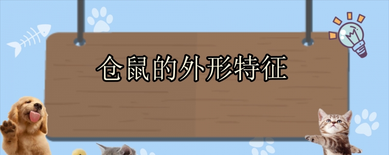 仓鼠的外形特征
