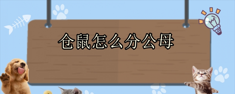 仓鼠怎么分公母