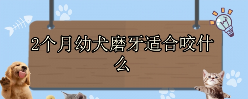 2个月幼犬磨牙适合咬什么